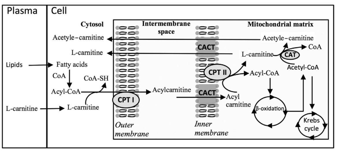 Carnitines (Including lCarnitine, Acetyl Carnitine, and Proprionyl